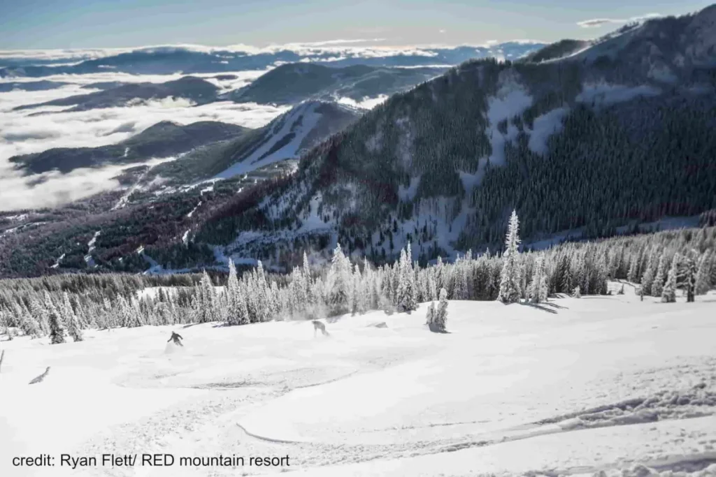 skiers on descending a fluffy slope at Red Mountain ski resort